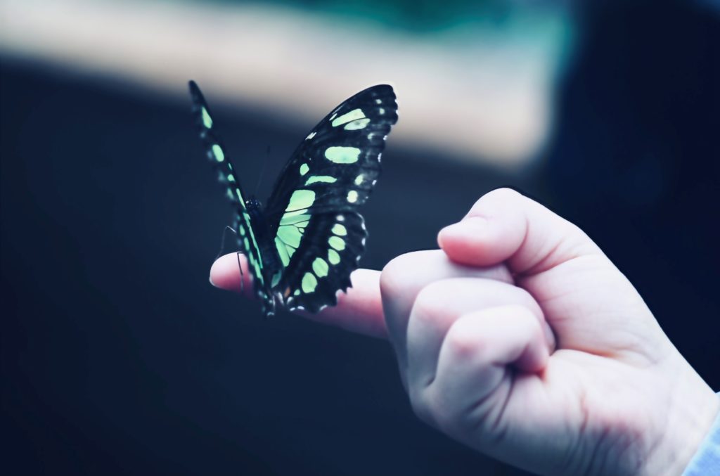 胡蝶しのぶのプロフィール 蝶のように舞い 蜂のように刺す 優雅に舞い降りた鬼殺隊士 鬼滅なび